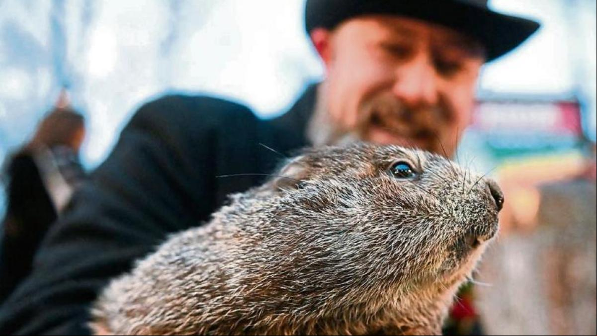 ¿A qué marmota hay que hacer caso?