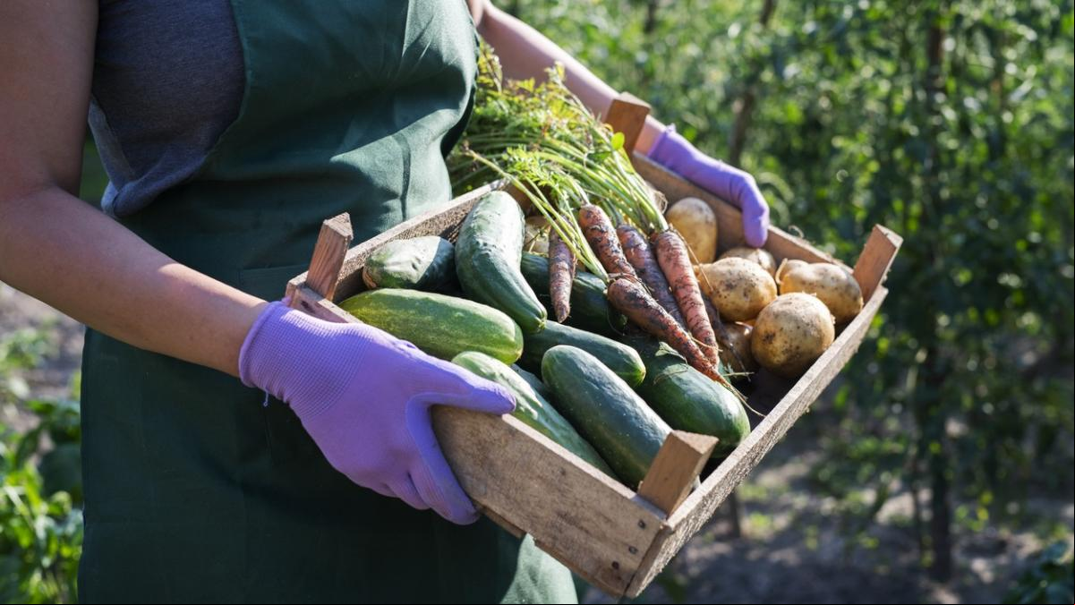 La producción ecológica de Catalunya resiste la sequía y vuelve a marcar récords históricos