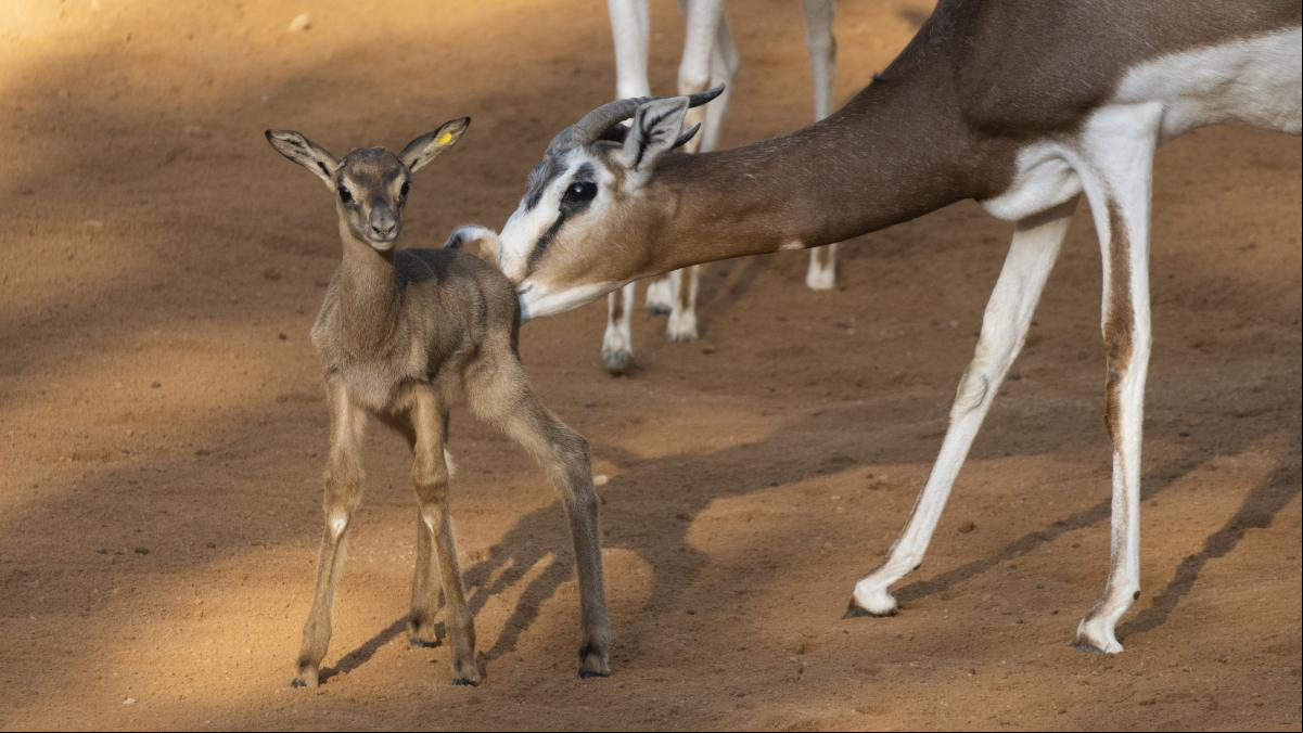 Una gacela de Mhorr, extinta en la naturaleza, nace por primera vez en el zoo de París