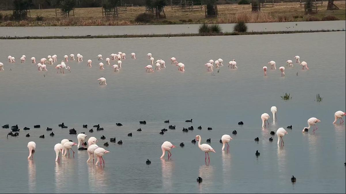 Científicos firman un manifiesto en contra de la amnistía de los cultivos ilegales de Doñana