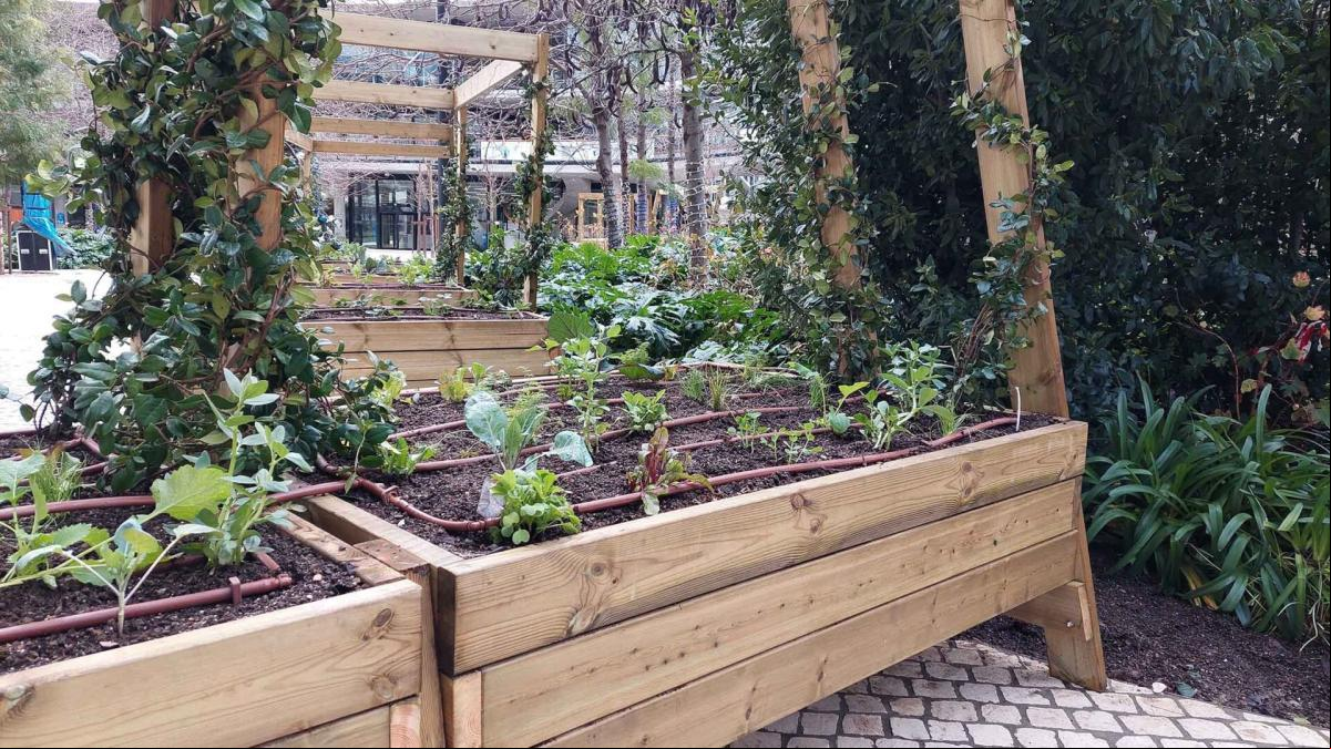 Frutas y verduras crecen en el huerto urbano de BBVA