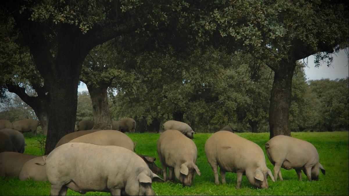 El cerdo de San Antón