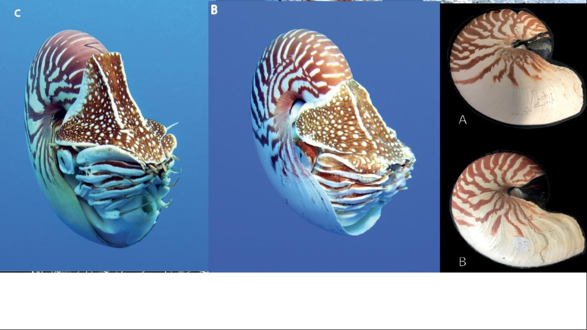 Descubren tres nuevas especies de nautilos, los fósiles vivientes parientes de pulpos y sepias