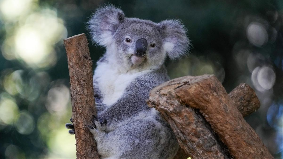Prohibido abrazar a los koalas: un conocido santuario de Australia busca rebajar su estrés