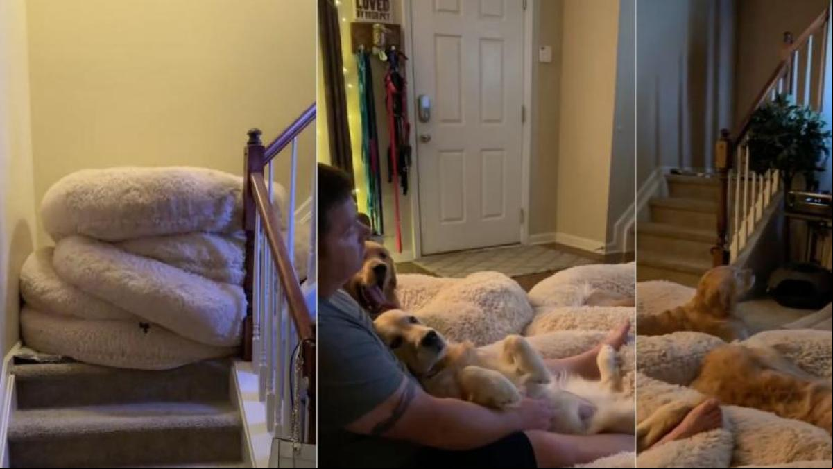 El plan de manta y peli de una familia de Golden Retriever que no deja indiferente a nadie