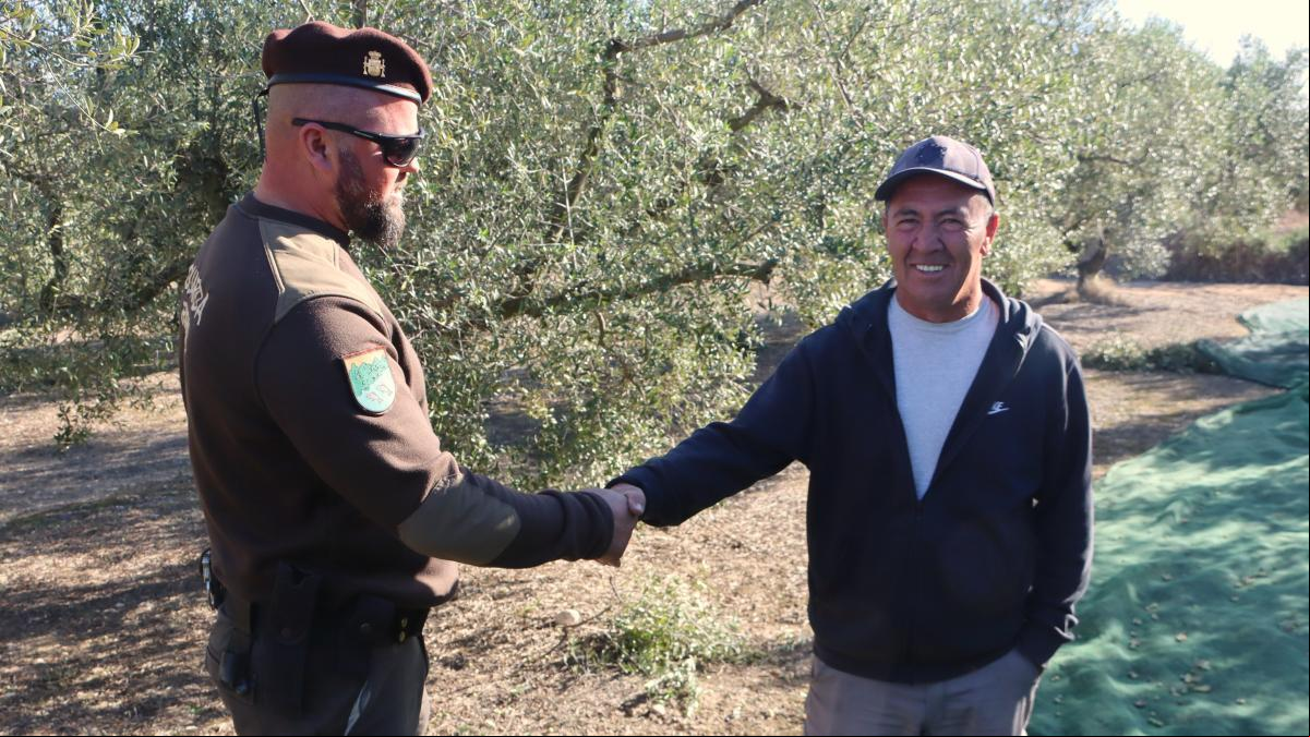 Ayuntamientos de Tarragona refuerzan la vigilancia para evitar robos de aceitunas