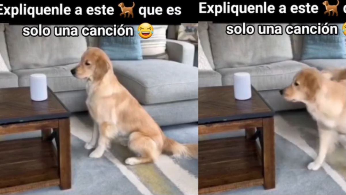 La simpática reacción de un Golden Retriever cada vez que escucha la mítica canción de Bonnie Tyler: Para que digan que no entienden