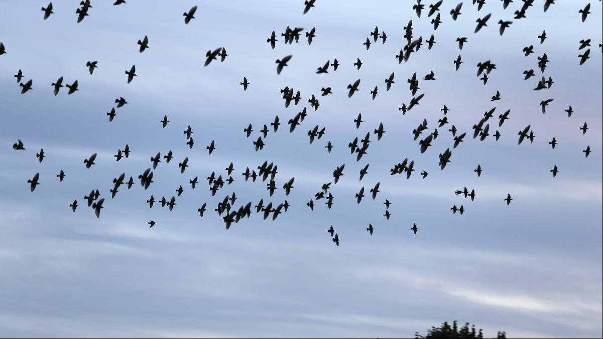 La cabeza llena de pájaros