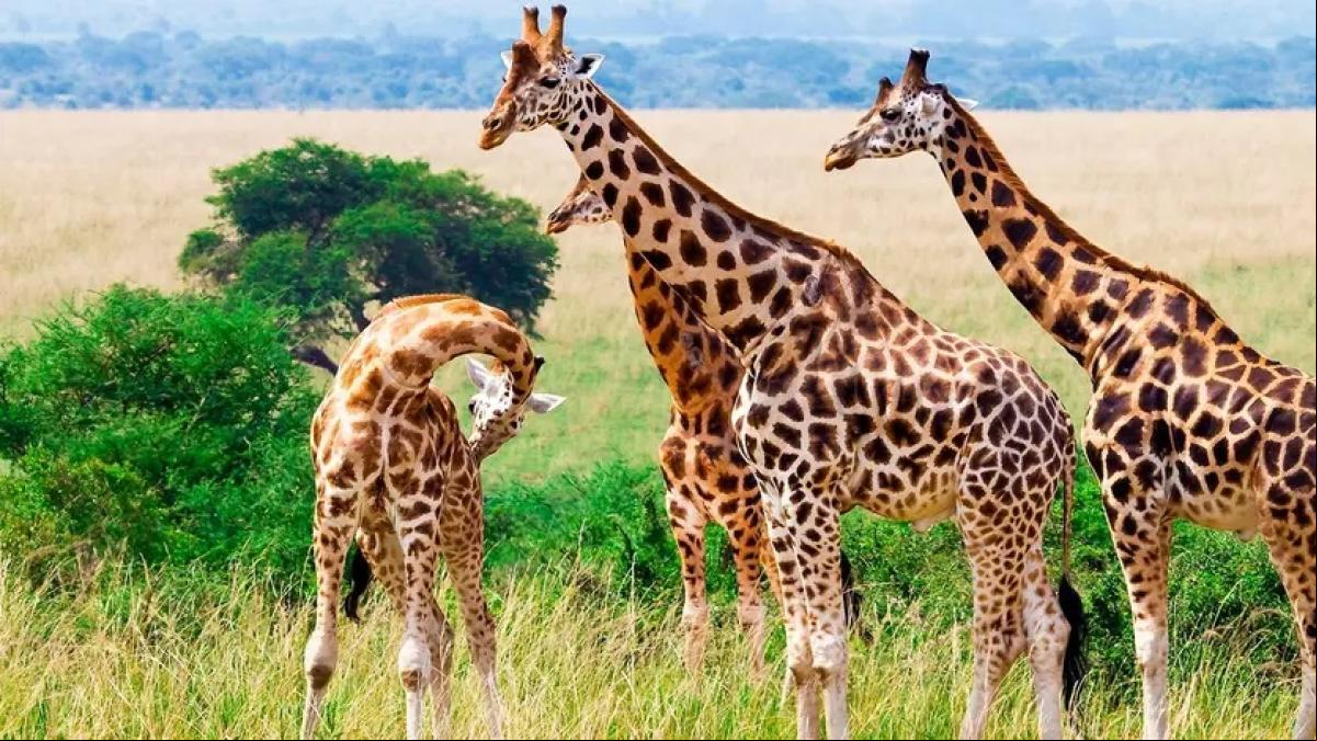 Los 5 mejores safaris africanos: un viaje que deberías hacer, al menos, una vez en la vida