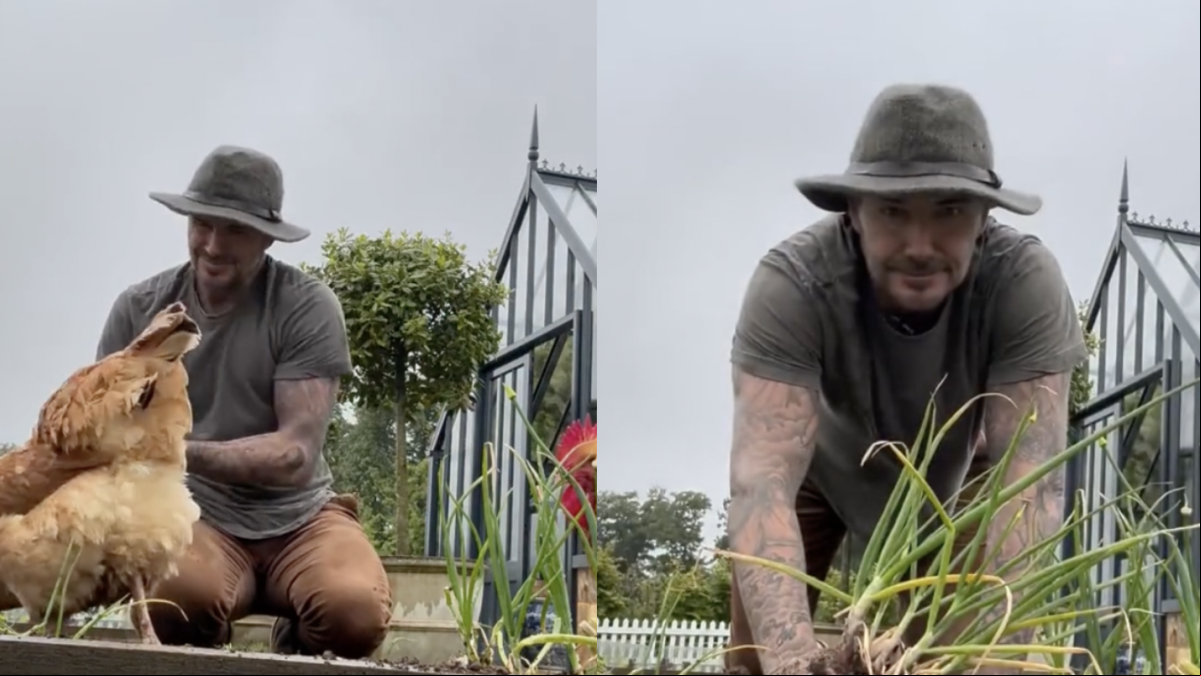 David Beckham enseña los resultados de su huerto y la gente alucina: “Hasta las gallinas son bonitas”