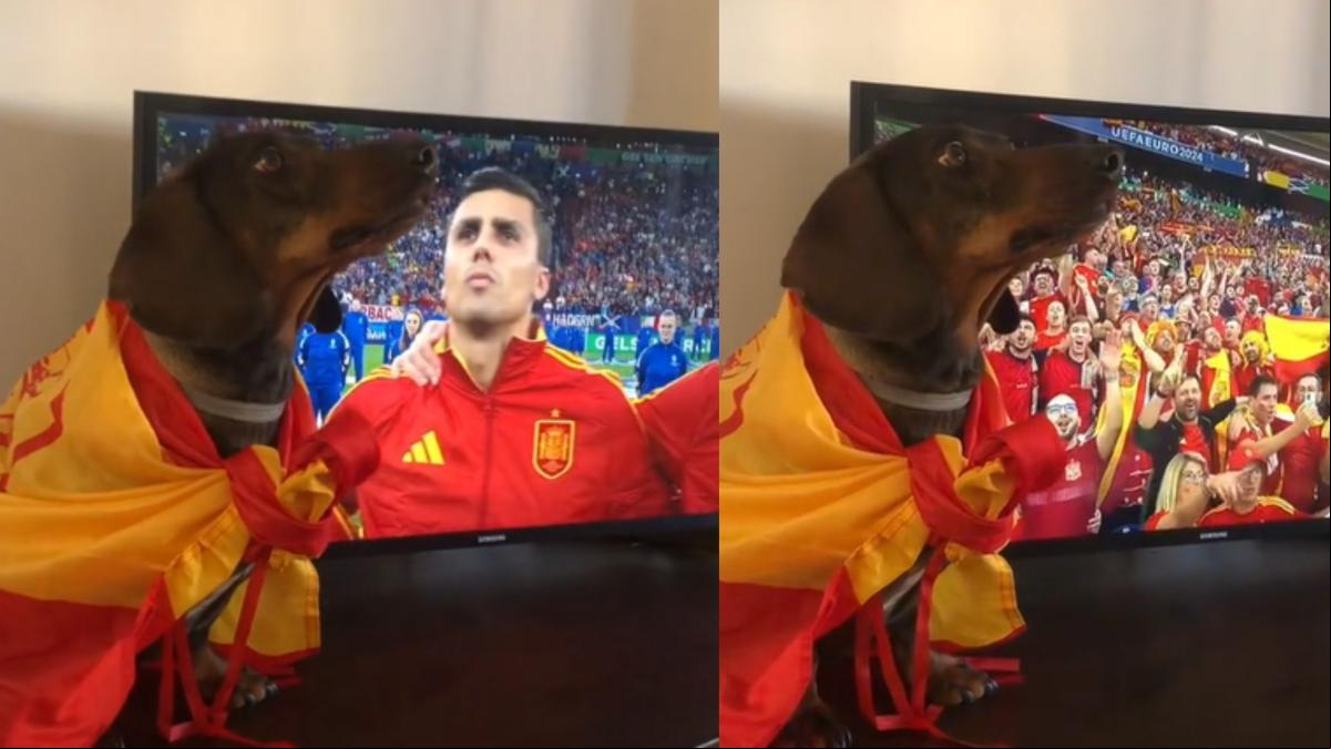 Así es Nino, el perro salchicha que se emociona con el himno de España en la Eurocopa: “Más patriota que muchos”