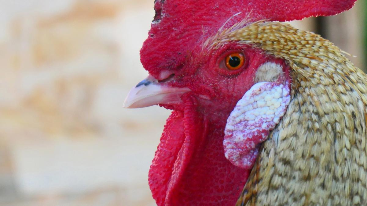 El gallo de Legbar, el despertador ecológico El gallo de Legbar, el despertador ecológico