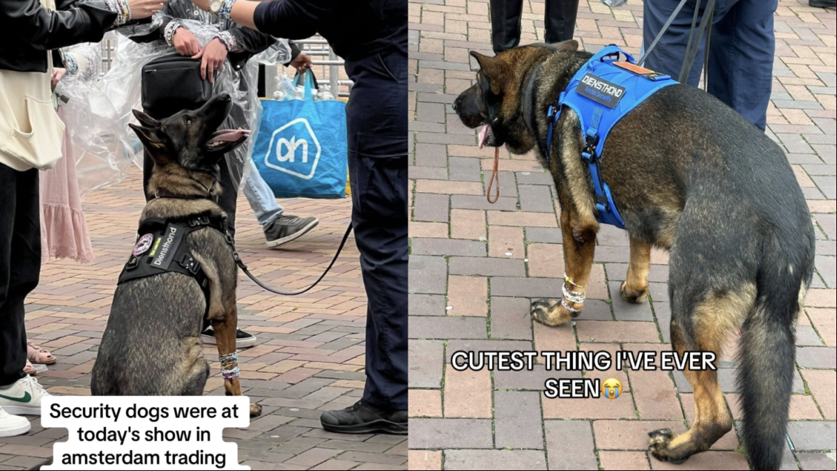 Un perro policía intercambia pulseras de la amistad con las fans de Taylor Swift antes de su concierto en Amsterdam y enternece
