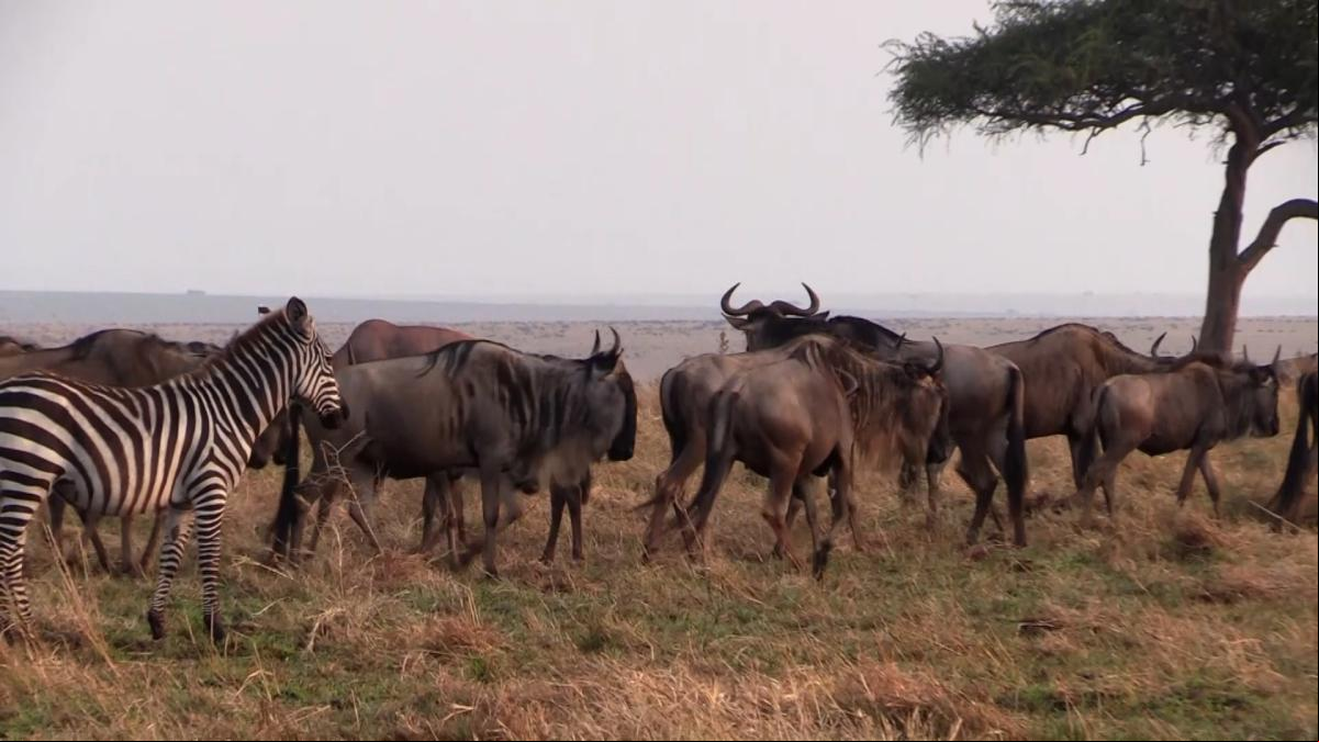 Kenia implanta medidas para evitar avalanchas de turistas en el Masái Mara