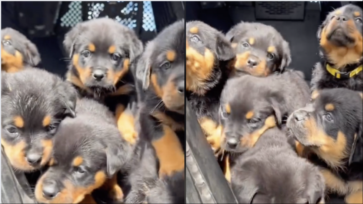 Enseñan los cachorros de rottweiler que entrenan para perros policía y enternecen: “Quiero uno”