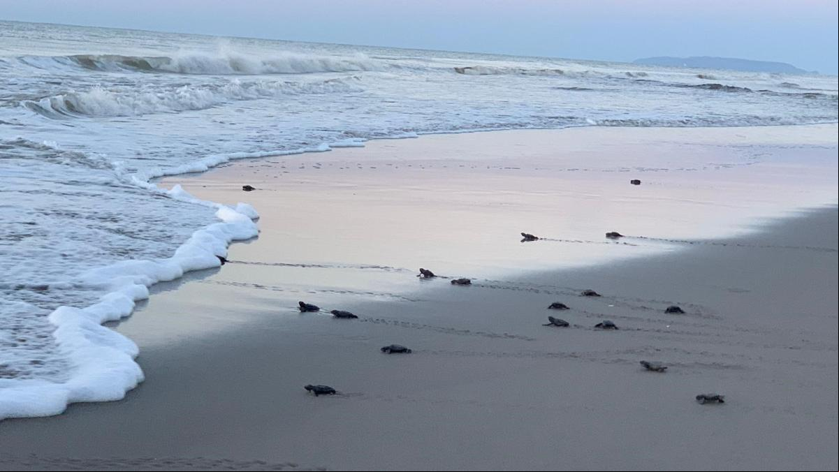 Las tortugas marinas que colonizan las playas españolas llegan desde Florida