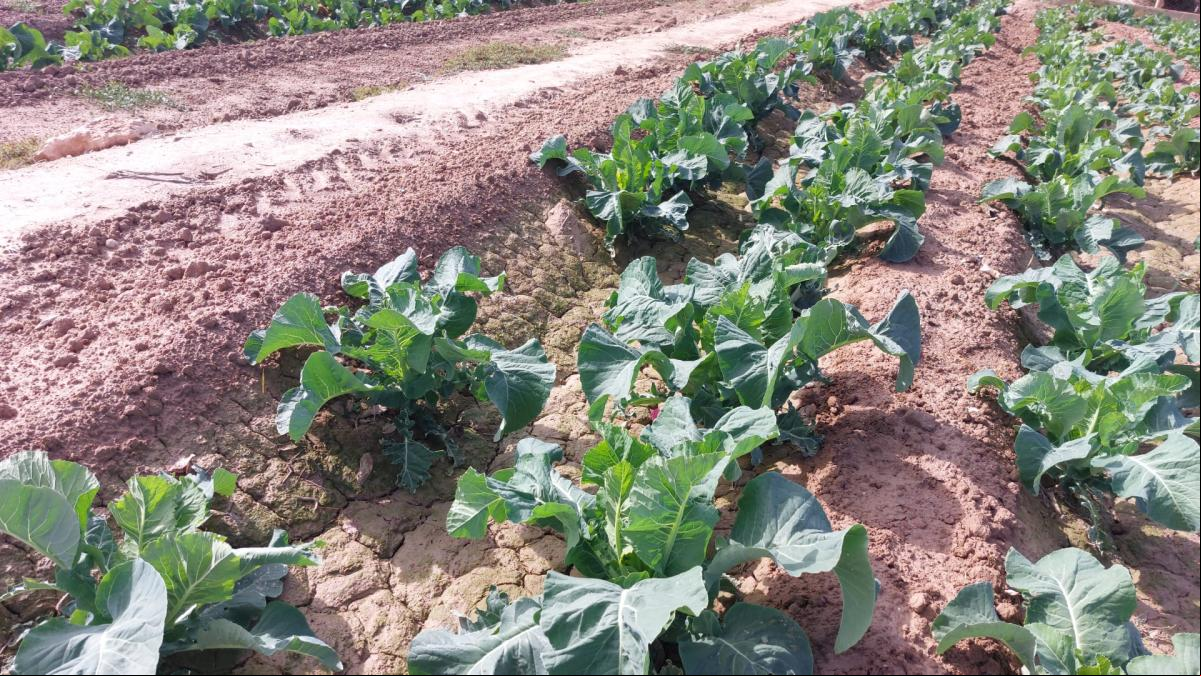 Las lluvias de los últimos días salvan la siembra de cereal en el campo de Alicante