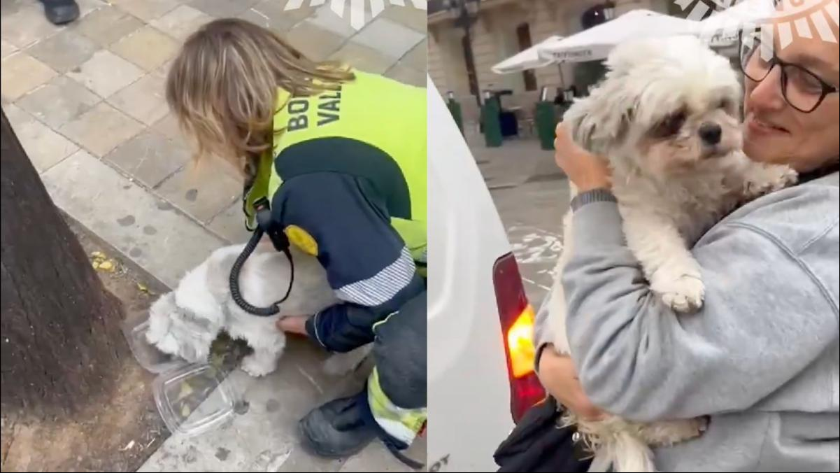 El emocionante rescate de Chincho, un perro atrapado durante tres días en un coche robado