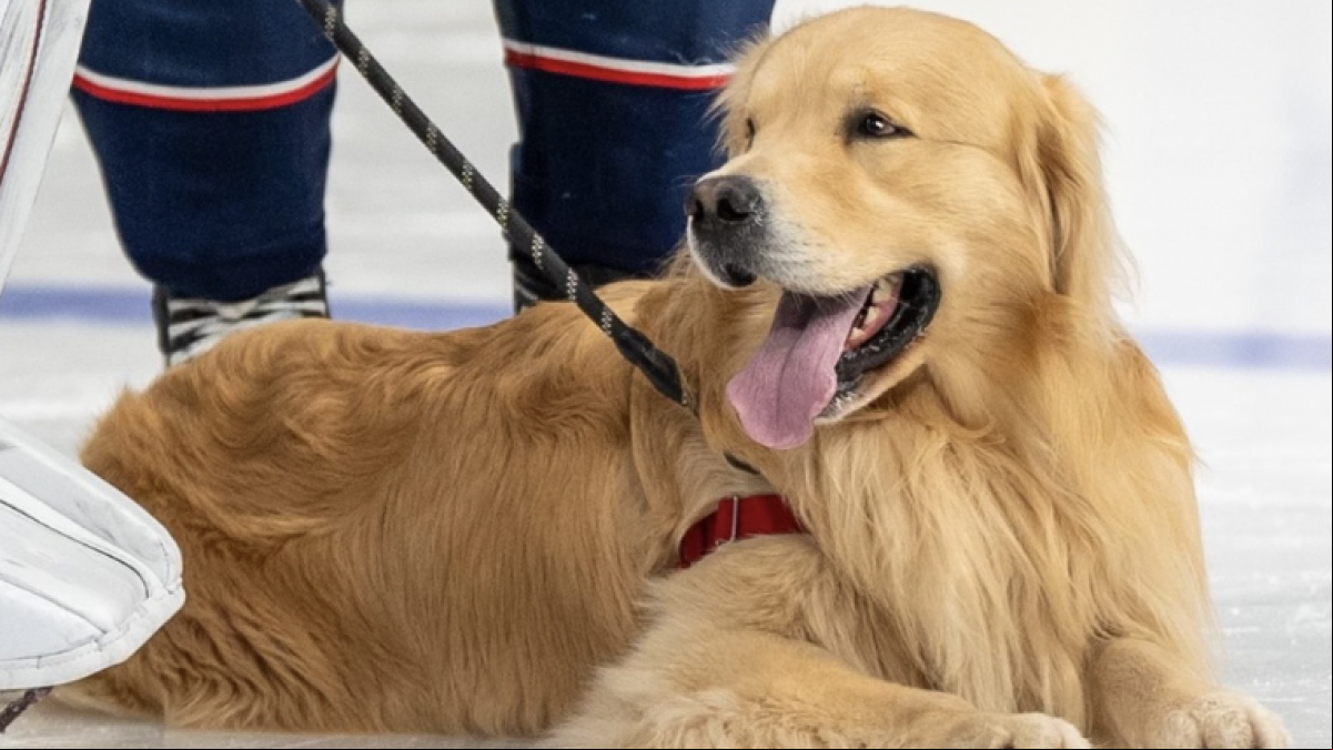 Ternura en la NHL: los fans homenajean al golden retriever de un jugador con una lluvia de juguetes