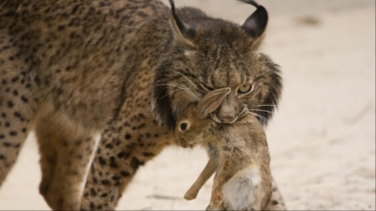 La población del lince ibérico alcanza los 2.401 ejemplares, 25 veces más que hace dos décadas La población del lince ibérico alcanza los 2.401 ejemplares, 25 veces más que hace dos décadas