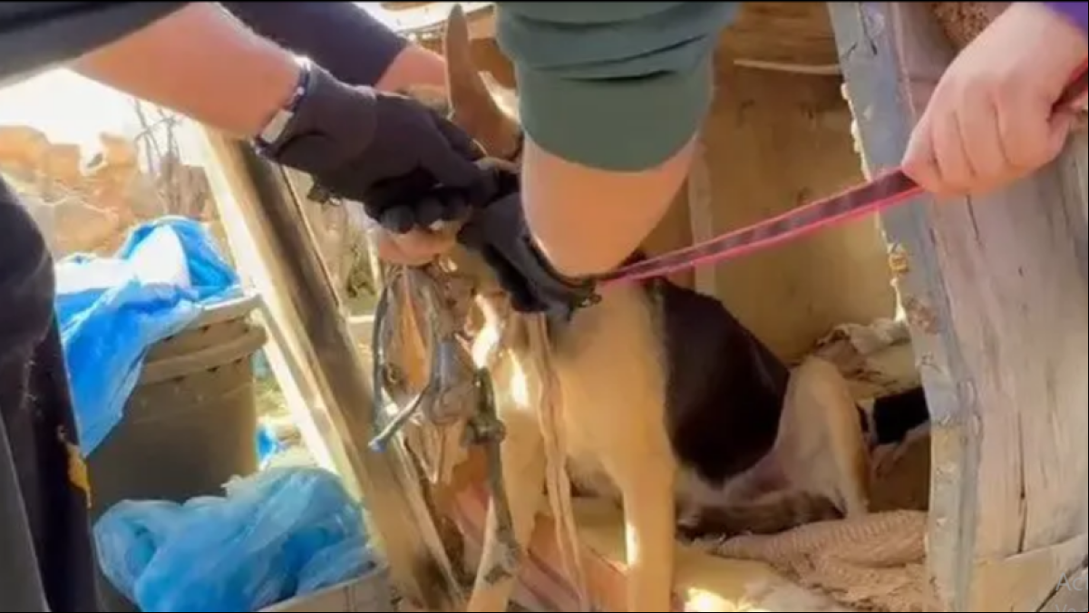 Incautados 19 perros en pésimas condiciones sanitarias en Quintanar de la Orden (Toledo)