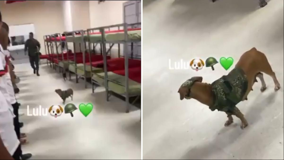 El respeto que infunde este perro salchicha entre sus compañeros en el ejército alucina a las redes: “Comandanta Lulú” El respeto que infunde este perro salchicha entre sus compañeros en el ejército alucina a las redes: “Comandanta Lulú”