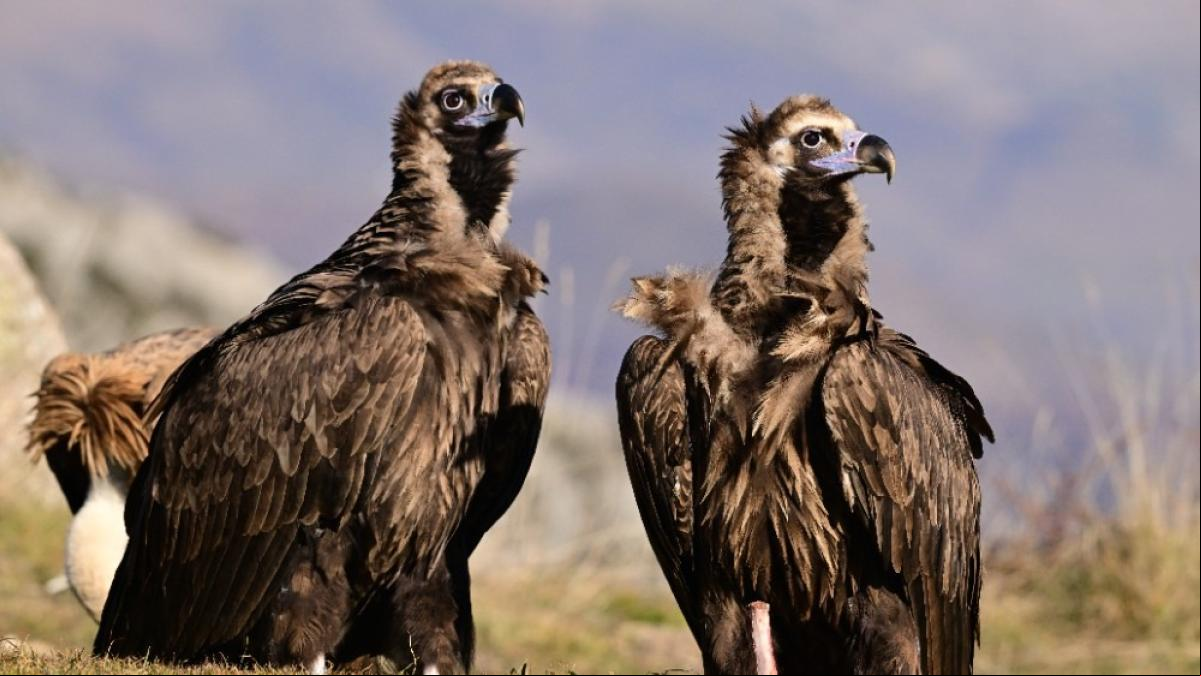 66 buitres negros en la reserva de Boumort