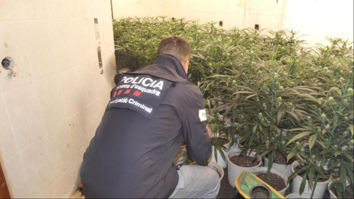 Detenidas 13 personas e incautadas más de 5.000 plantas de marihuana en área de Barcelona