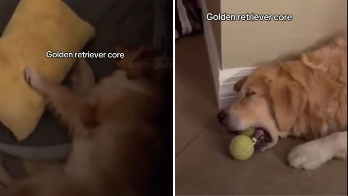 El hilarante vídeo que muestra el comportamiento habitual que suelen tener los golden retriever: “Cómo puede haber una criatura tan pura”