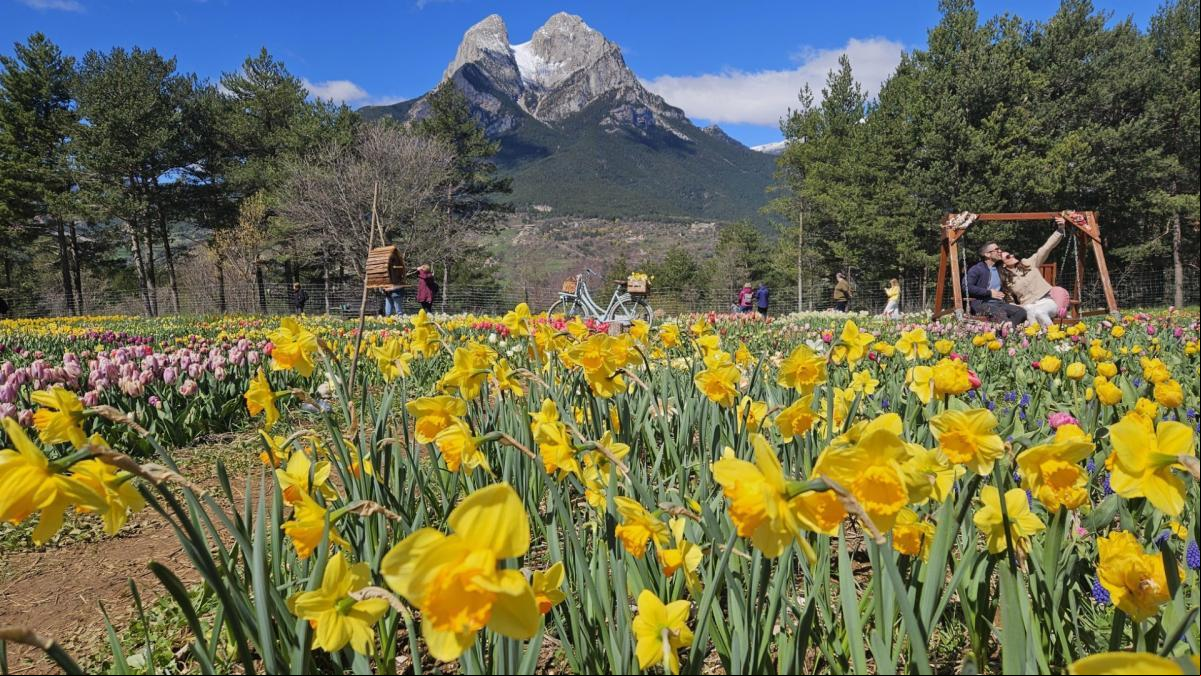 La primavera de los tulipanes del Pedraforca