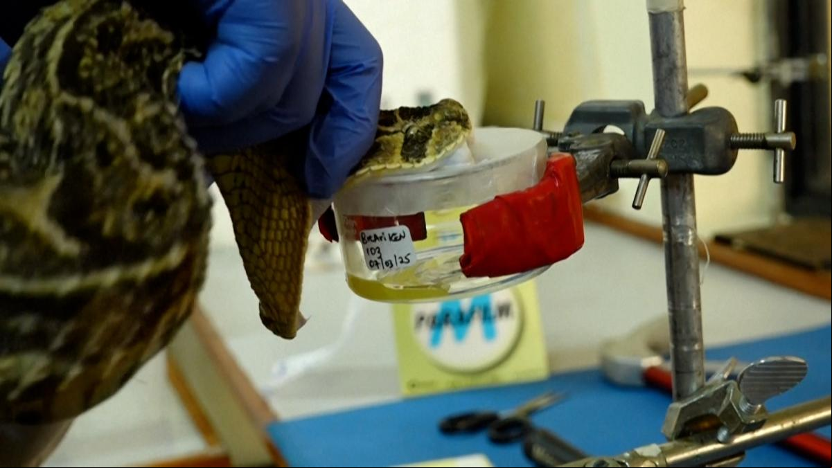 Kenya sigue investigando para lograr curar miles de mordeduras de serpiente