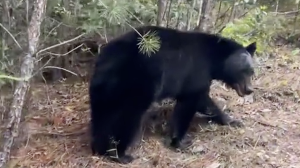Se monta en una atracción en medio del bosque y se encuentra con una familia de osos: “Iba muy lento y no tenía manera de acelerar”