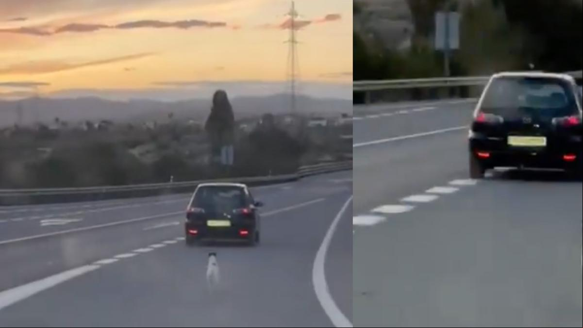 Abandonan a su perro en mitad de la carretera y la reacción de éste rompe el corazón: “Qué espanto”