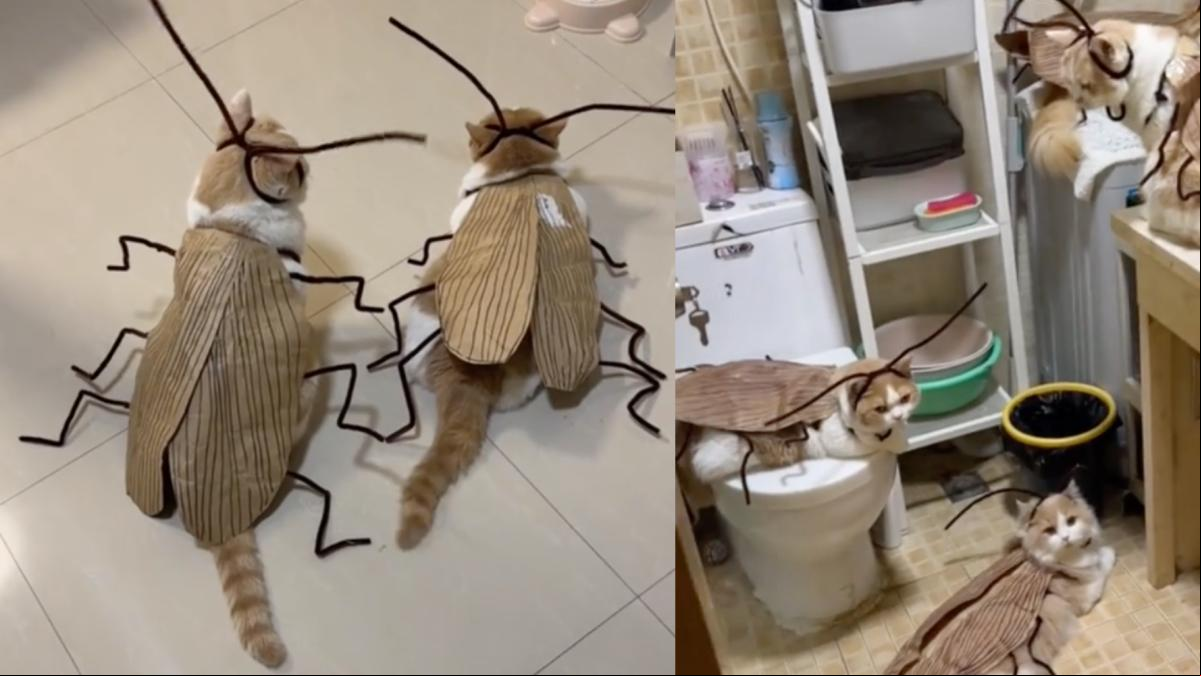 Disfraza a sus gatos de cucarachas, los graba y la gente alucina con el resultado: “Mira, he tirado el móvil y todo”