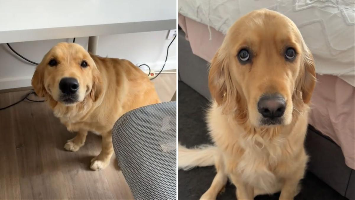 Las hilarantes expresiones faciales que puede poner un golden retriever cuando se lo dice su dueña: “Es el mejor”