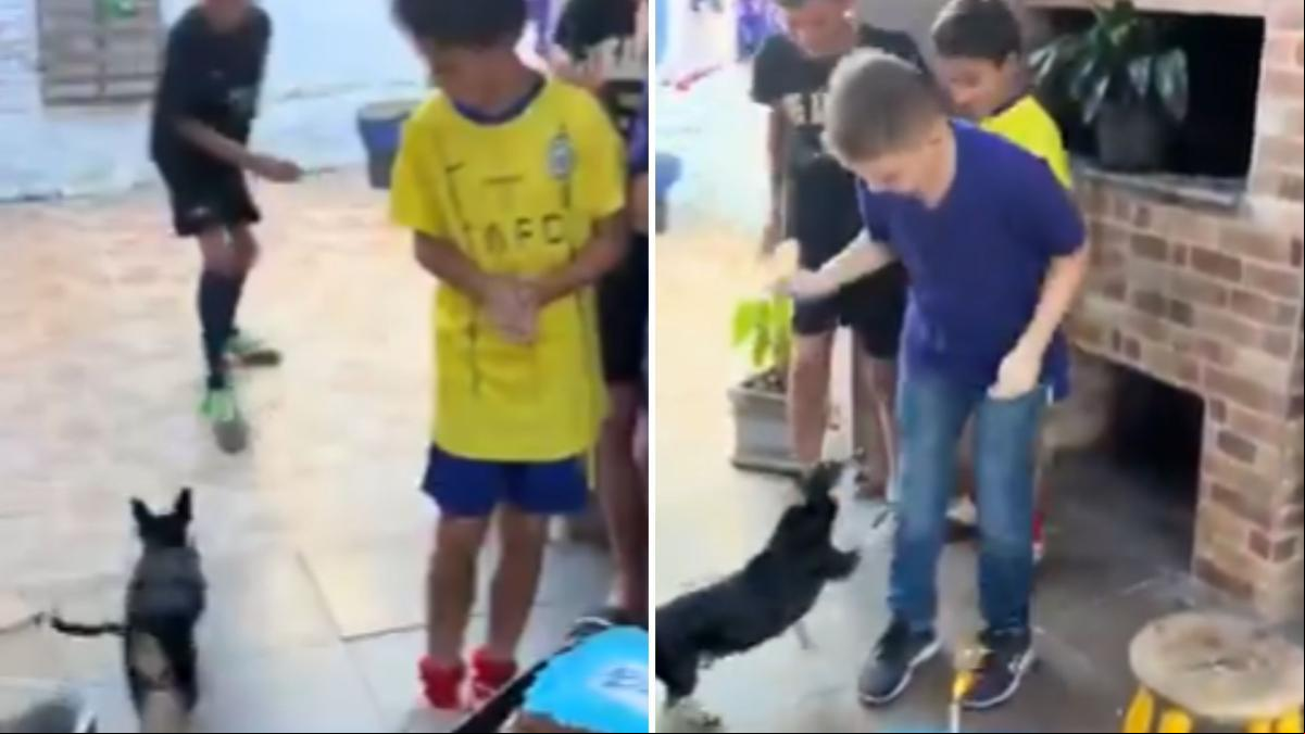 El hilarante comportamiento de un chihuahua cuando ve que todos están cantando el cumpleaños feliz: “No le gusta el fuego”