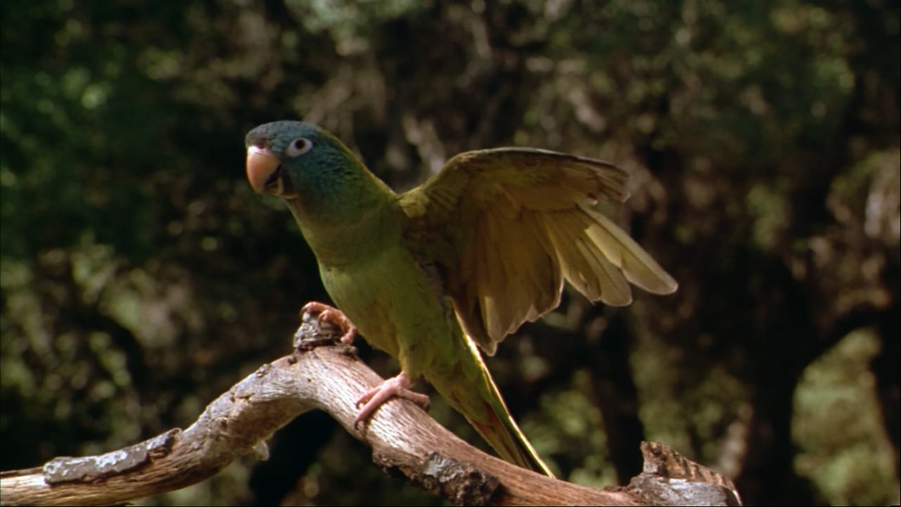 Paulie, el loro bocazas
