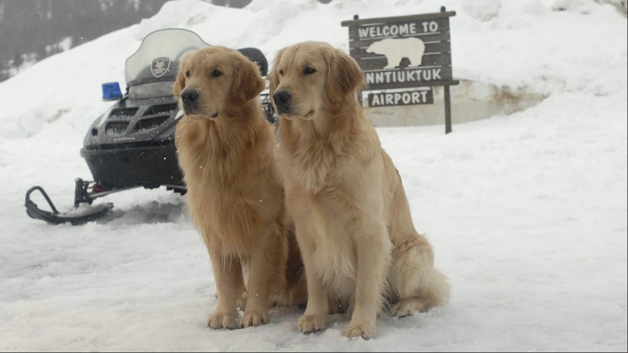 Snow Buddies: Cachorros en la nieve