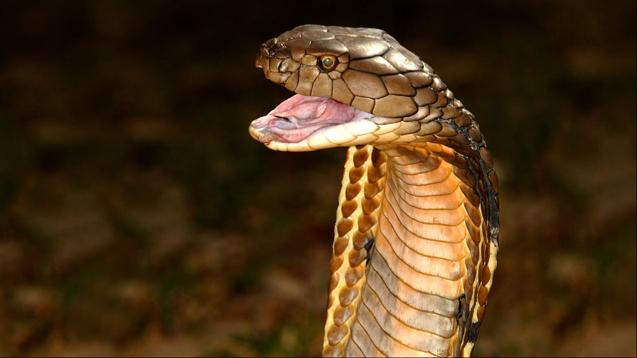 Worlds Deadliest Snakes Worlds Deadliest Snakes