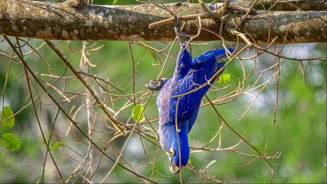 Los Animales Más Raros de Sudamérica