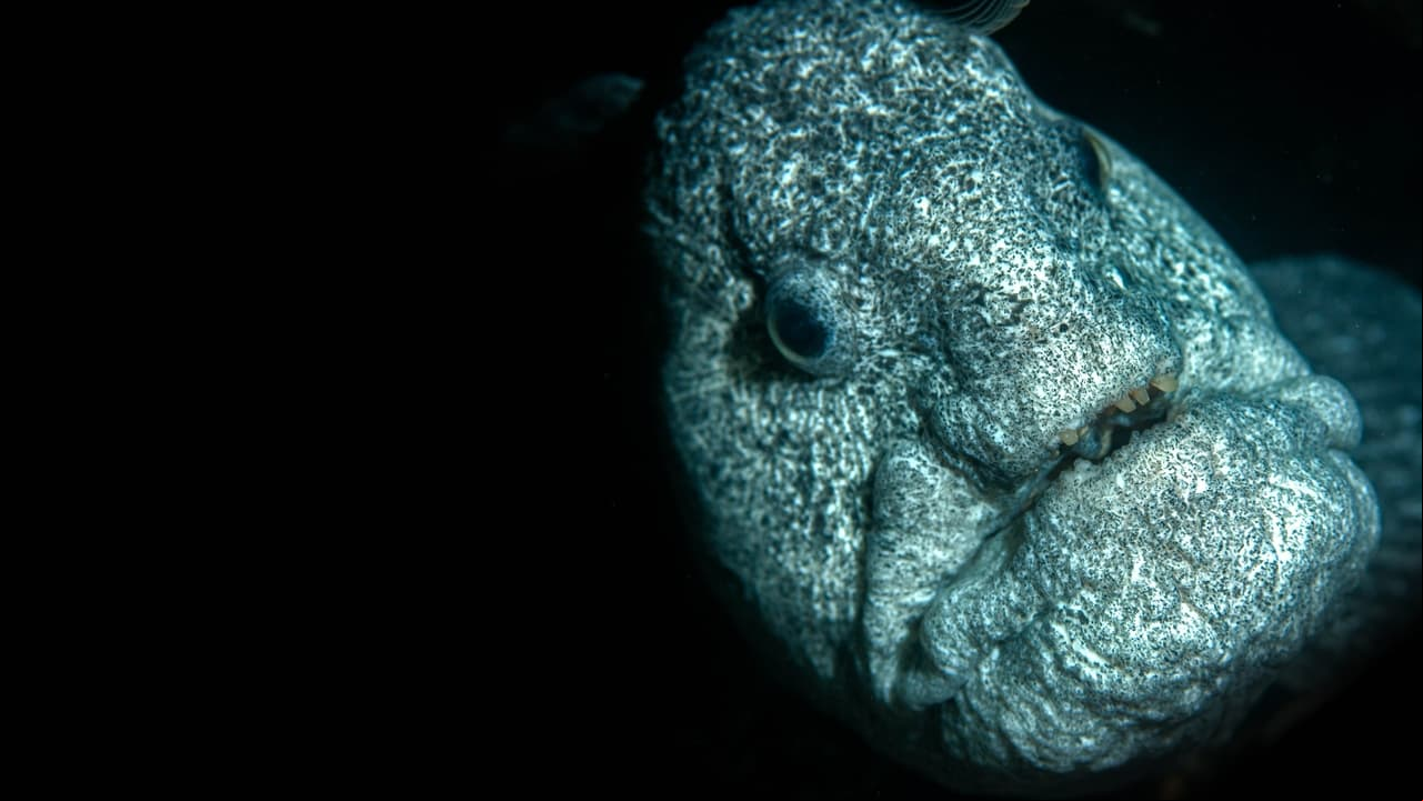 Oceans Weirdest Oceans Weirdest