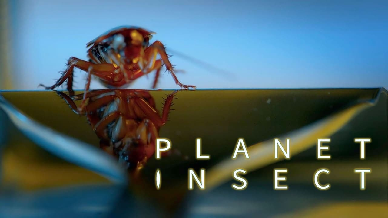 Planet Insect Planet Insect