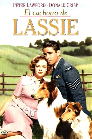 El cachorro de Lassie El cachorro de Lassie