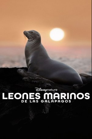 Sea Lions of the Galapagos Sea Lions of the Galapagos