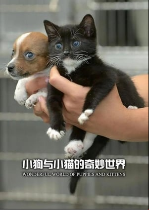 The Wonderful World of Puppies and Kittens