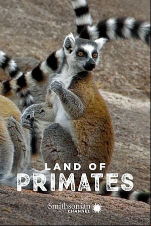Land of Primates