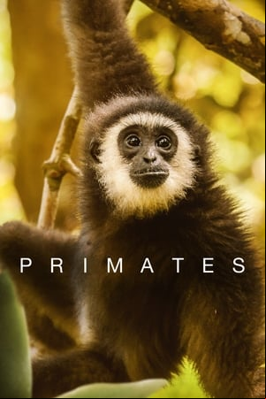 Primates
