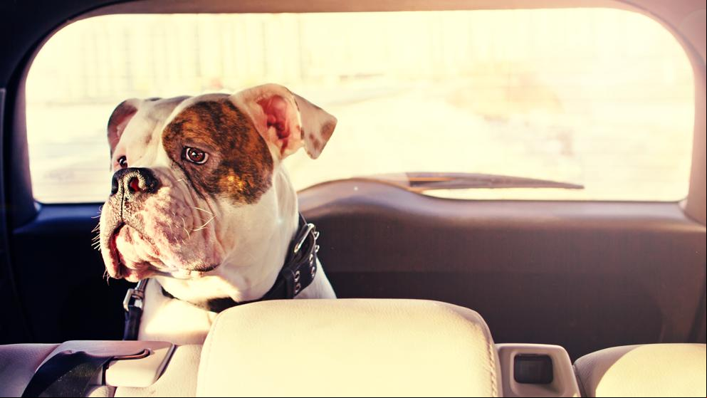 Fiat lanza el proyecto Perros Felices para ayudar a los animales abandonados
