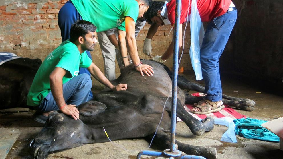 Esta vaca sagrada casi muere, con 80 kilos de plástico en el estómago
