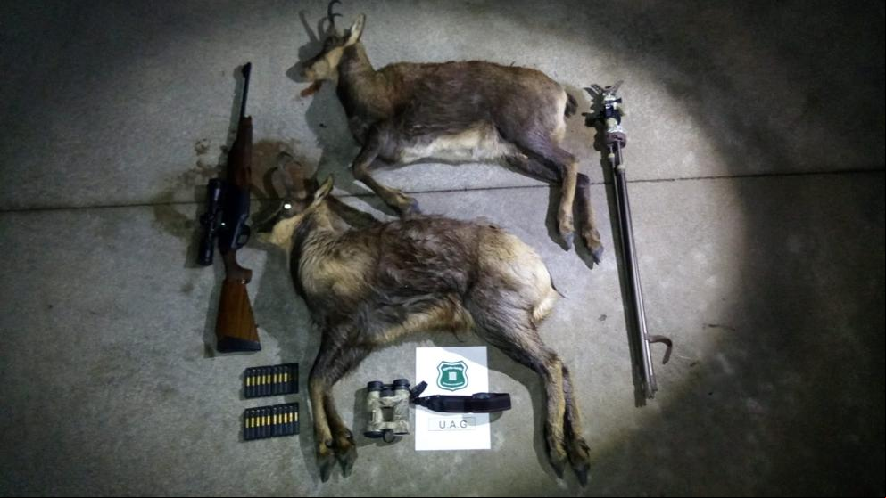Denunciados dos cazadores furtivos por abatir dos rebecos